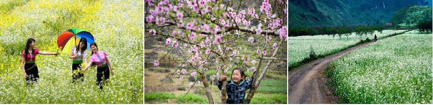 du lịch mùa hoa phương bắc